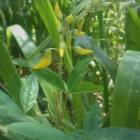 Crotalaria trichotoma Bojer